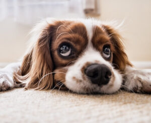 small dog lying on carpet